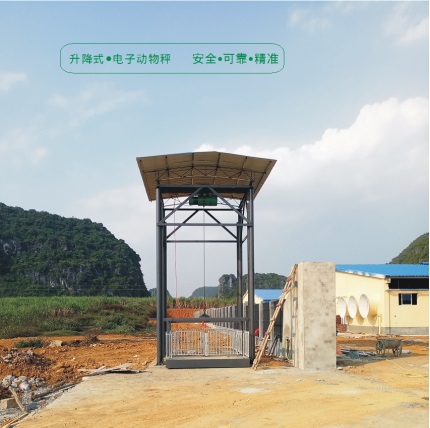 升降式電子動(dòng)物秤（稱豬專用）